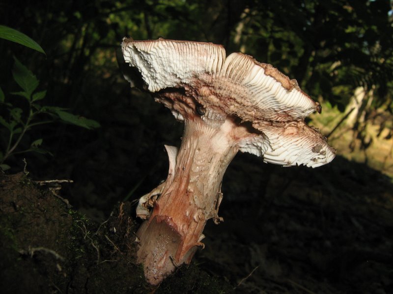 Bosco di Chiusi